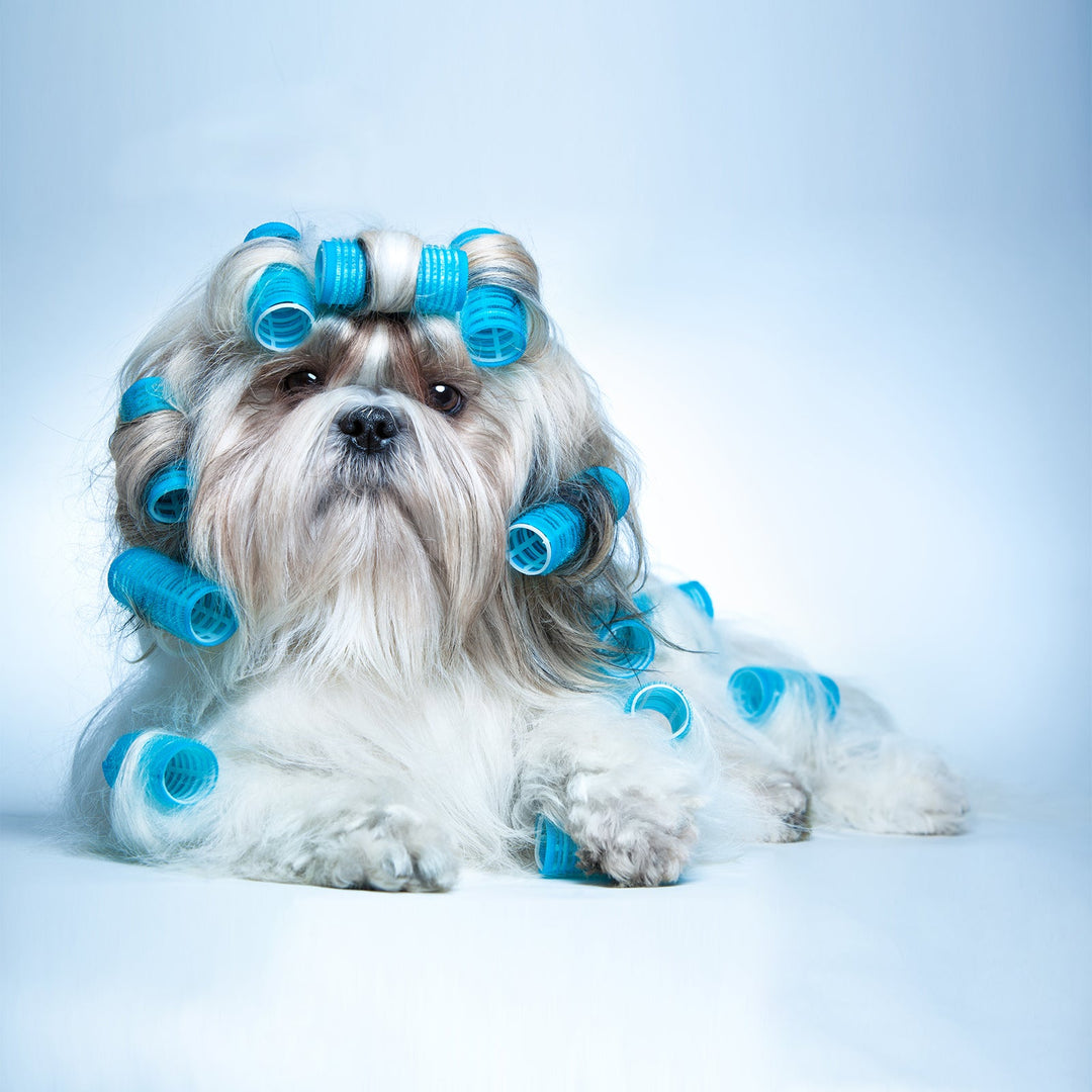 Accesorios Mascotas | Practic Domus