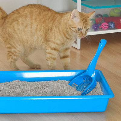 Plastic Forte - Arenero para Gatos Simply con Pala Recogedora Incluida. Azul