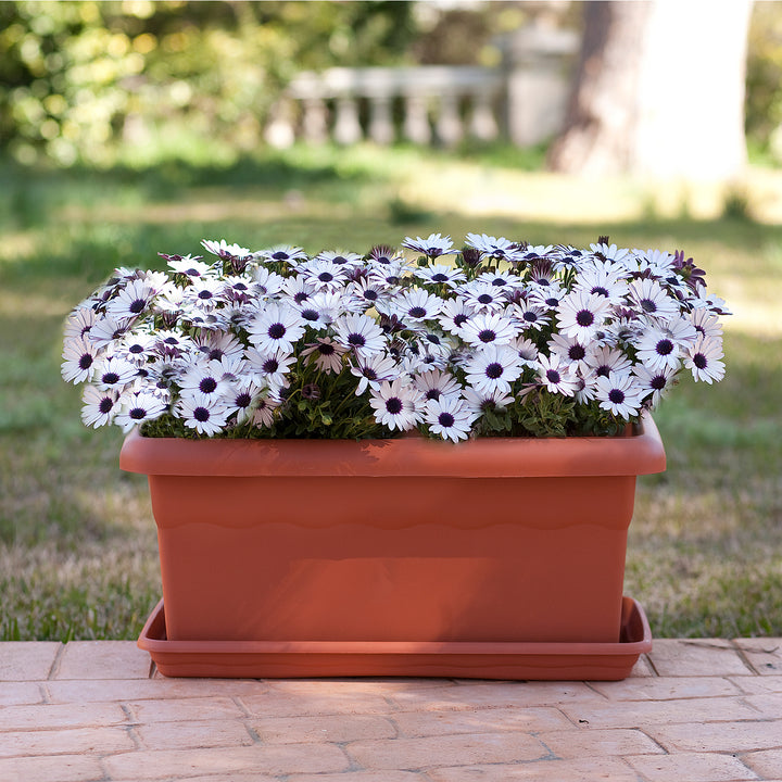 Plastiken TERRA - Jardinera Rectangular 50 cm 14L con Plato Incluido. Terracota