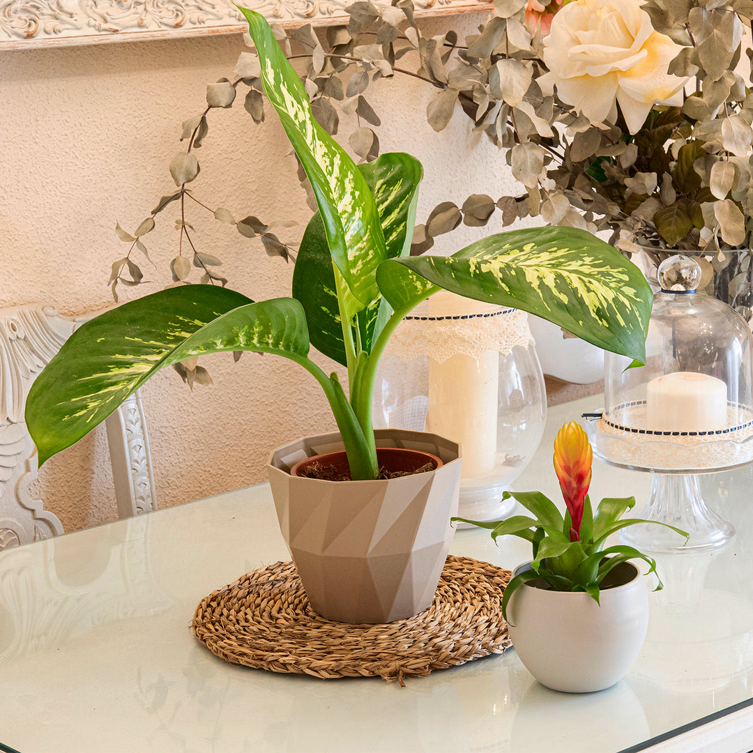 Areca Wind - Set de 4 Macetas Decorativas Cuadradas 13 cm con Platos Integrados. Taupe